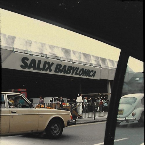 Jamilah Barry - Salix Babylonica