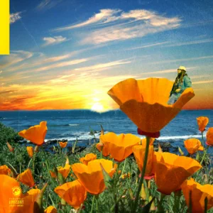 Rexx Life Raj - California Poppy 2