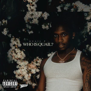 who is quail quail p who is quail quail p