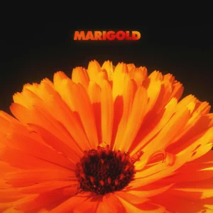 Album: Alex Isley & Jack Dine - Marigold ALEX ISLEY JACK DINE MARIGOLD
