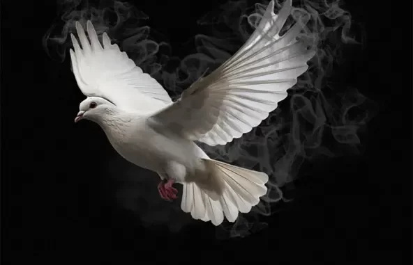 FREEDOM FREEDOM