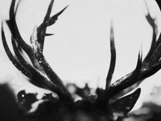 Album: Ihsahn - Ihsahn Ihsahn
