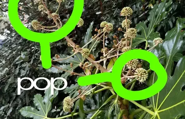 pop Single skaiwater pop Single skaiwater