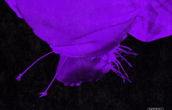 Don Toliver – Donny Womack Don Toliver – Donny Womack