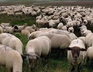 ALBUM: $uicideboy$ – Grey Sheep $uicideboy$ – Grey Sheep