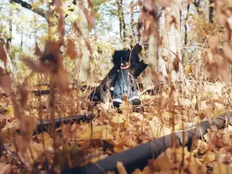 ALBUM: billy woods – GOLLIWOG Billy woods GOLLIWOG