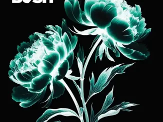 ALBUM: Bush – I Beat Loneliness I Beat Loneliness Bush